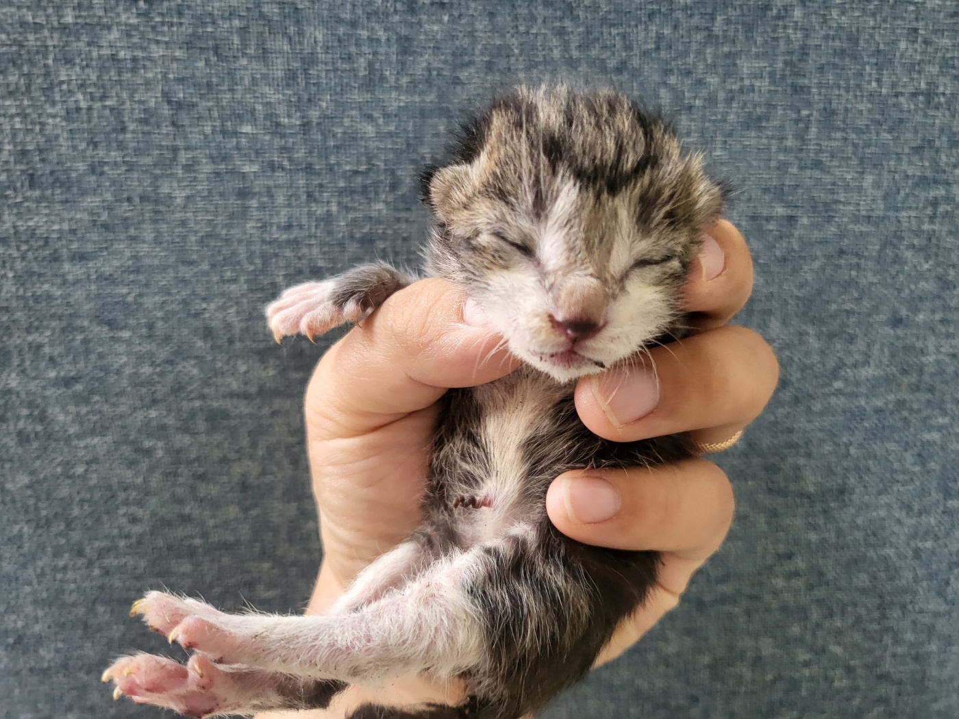 [고양이] 한국 고양이 경기-안산-2025-00385 유기동물 배경 이미지 입니다.